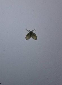 铁丝虫图片,揭秘神秘生物的形态与习性